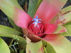 Neoregelia