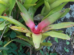 Neoregelia