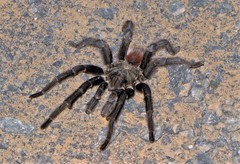 Acanthoscurria chacoana