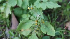 Asteroideae
