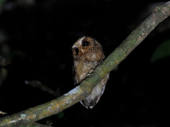 Otus rufescens