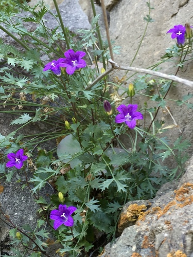 Campanula armena, photograph 1