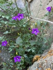 Campanula armena