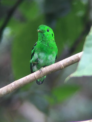 Calyptomena viridis
