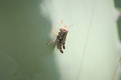 Agroecotettix modestus