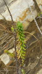 Helichrysum phylicaefolium image