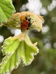 Henicolabus