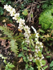 Artemisia lactiflora