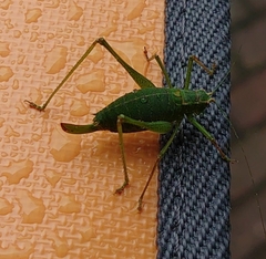 Leptophyes punctatissima