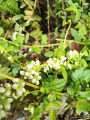 Artemisia lactiflora