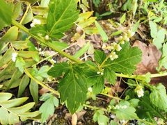 Artemisia lactiflora