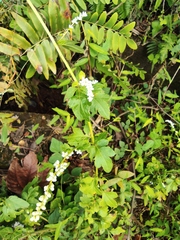 Artemisia lactiflora