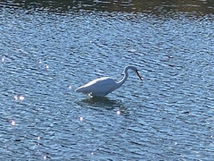 Ardea alba