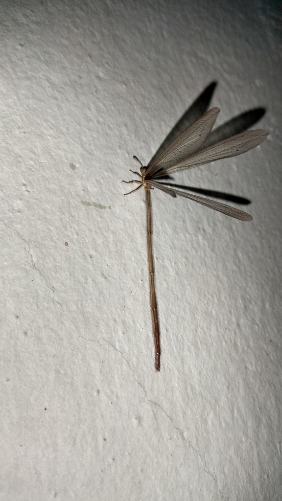 Ameromyia pubiventris