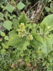 Sigesbeckia pubescens
