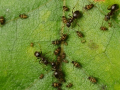 Callipterinella tuberculata