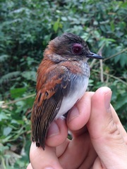 Platysteira castanea