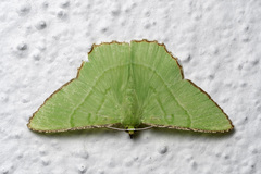 Ornithospila succincta