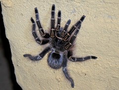 Chaco Golden knee Tarantula Grammostola pulchripes iNaturalist