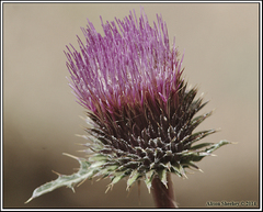 Cirsium andersonii