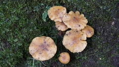 Fungi