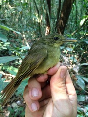 Phyllastrephus xavieri