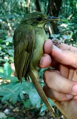 Phyllastrephus xavieri