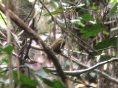 Indicator maculatus