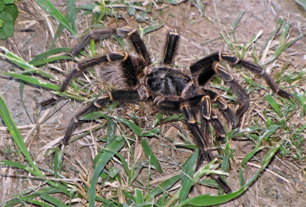 Chaco Golden knee Tarantula Grammostola pulchripes iNaturalist