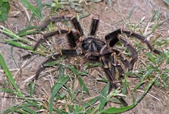 Grammostola pulchripes