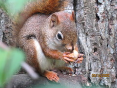 Tamiasciurus hudsonicus hudsonicus