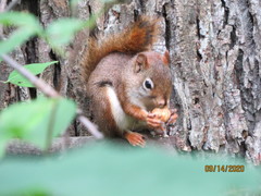 Tamiasciurus hudsonicus hudsonicus