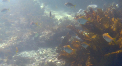 Schuettea scalaripinnis