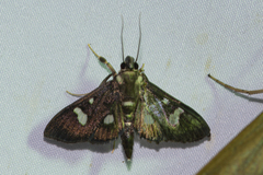 Nosophora triguttalis