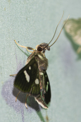 Nosophora triguttalis