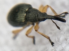 Pseudapion rufirostre