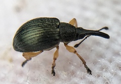 Pseudapion rufirostre