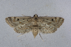 Parapoynx crisonalis