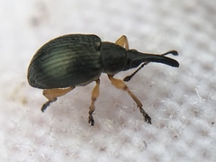 Pseudapion rufirostre