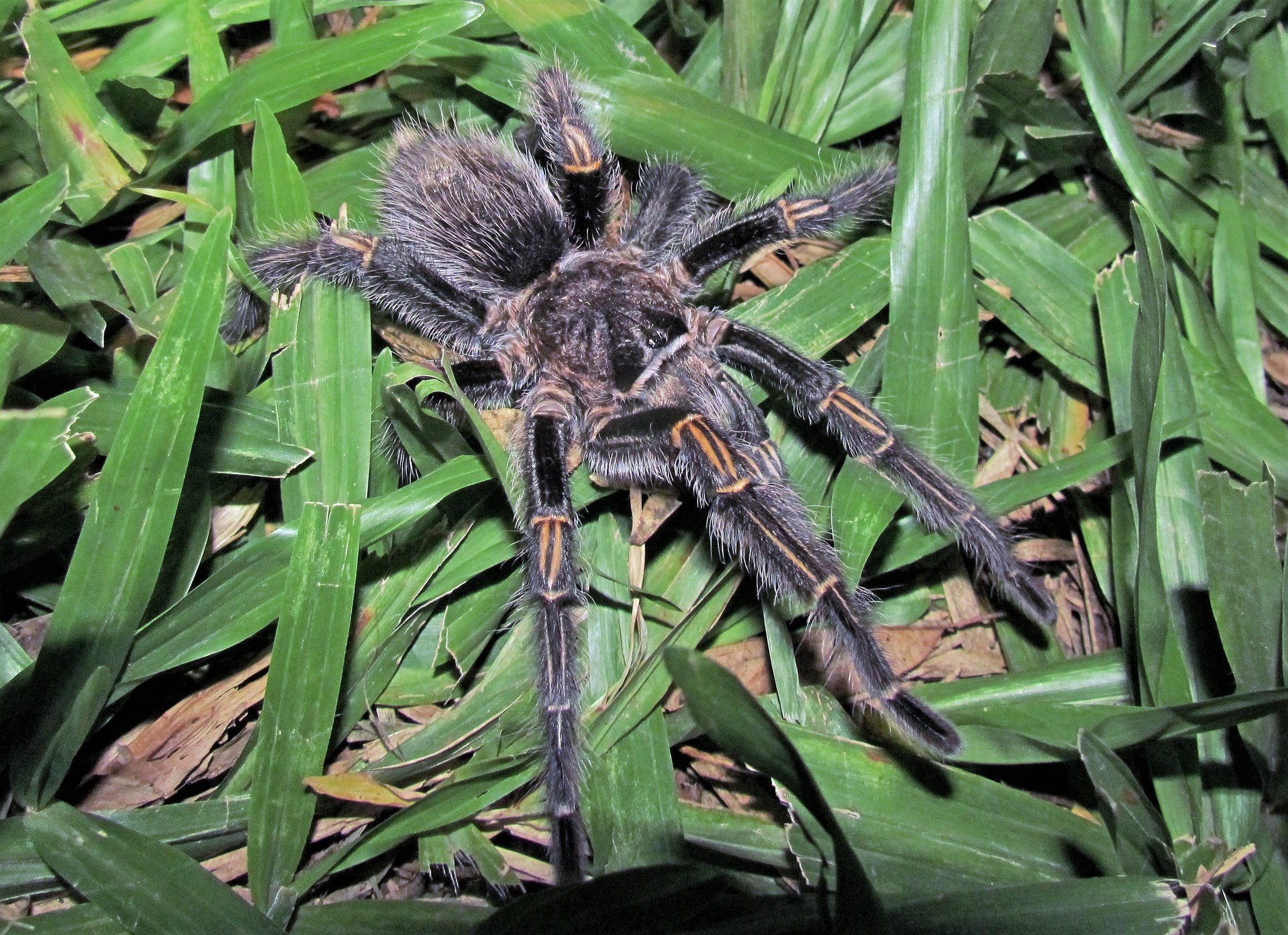 Chaco Golden knee Tarantula Grammostola pulchripes iNaturalist