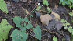 Asteroideae