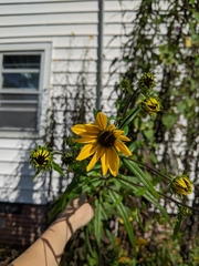 Helianthus simulans