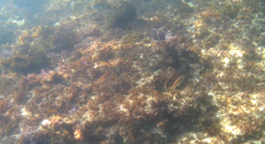 Stethojulis interrupta