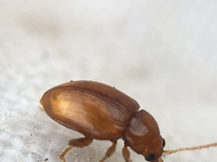 Neocrepidodera ferruginea