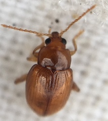 Neocrepidodera ferruginea