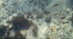 Stethojulis interrupta