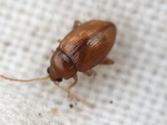 Neocrepidodera ferruginea