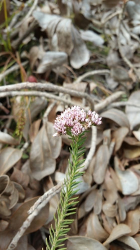 Stenocline