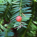 Pacific Yew - Photo (c) kdhiker, some rights reserved (CC BY-NC)
