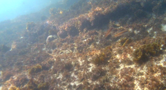 Stethojulis interrupta